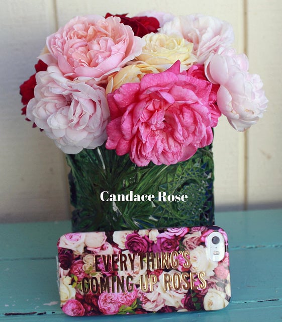 Sunday morning was spent deadheading roses and of course picking pretty garden roses from the field. My iPhone/timer and pretty Kate Spade NY York "Everything's Coming Up Roses" iPhone case reminded me every 80 minutes to reapply my Aveeno Protect + Hydrate lotion sunscreen for the face and body!