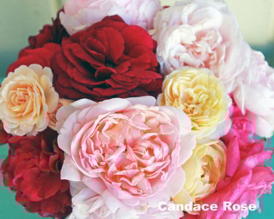Pretty roses from my garden. Dolcechic.etsy.com