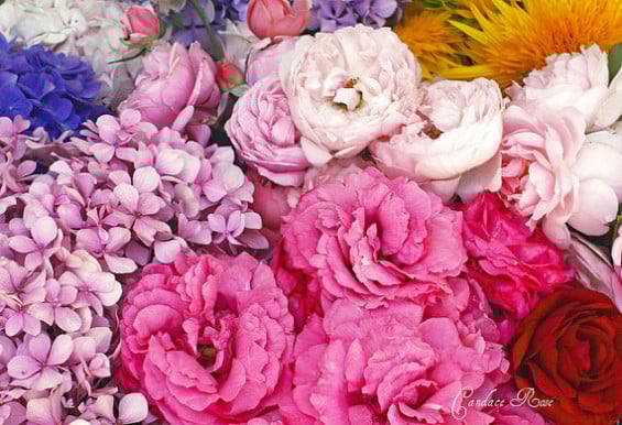 RoseCandi I took this photo of beautiful English roses, gorgeous hydrangeas and stunning sunflowers from my mom's garden! - 8 x 10 photography print Candace Rose Etsy/Dolcechic.etsy.com