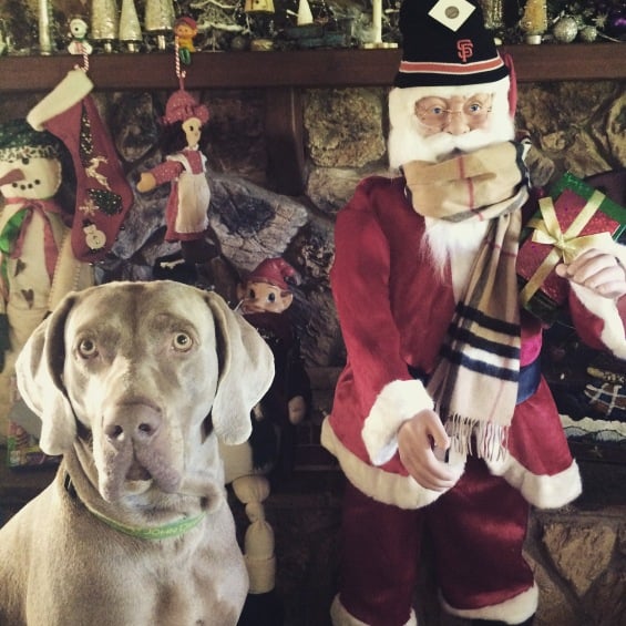 Wishing you a Merry Christmas with the ones you love! Love, Candace Rose, my Weimaraner Freddy, and Trendy Santa (he stole my Burberry scarf and San Francisco Giants beanie)!