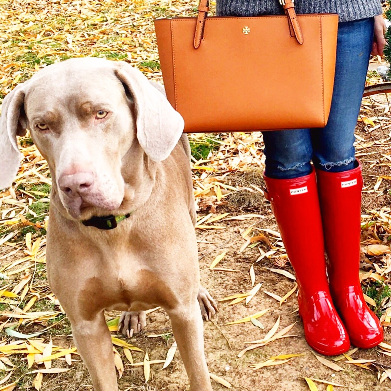 Just a few of my favorite things (besides my Weimaraner Fred)! Loving my Tory Burch Small York Tote, AG Skinny Jeans and Military Red Hunter Tour Boots. My essentials are available at the Shopbop Spring Sale!