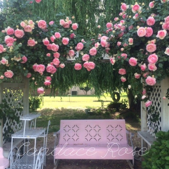 I love gazing at the garden, especially this beautiful Eden rose trellis!