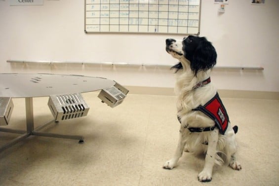 Nightly News University of Pennsylvania Veterinary School Cancer detection dog McBaine, is being trained to detect ovarian cancer. (HANDOUT/BLOOMBERG) Image courtesy of Columbian