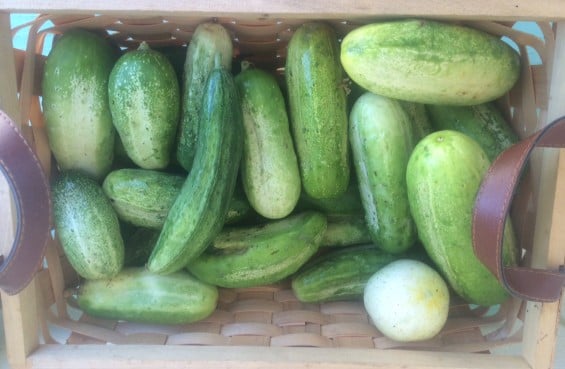 Is your garden overflowing with cucumbers? Check out these great recipes from The Daily Buzz and Beauty By Jess and learn how to cure your hangover, curb your appetite, brighten your skin, and get rid of eye puffiness!