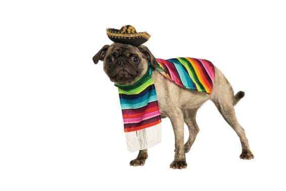 Rubies Costume Halloween Classics Collection Pet Costume Mexican Serape Sombrero