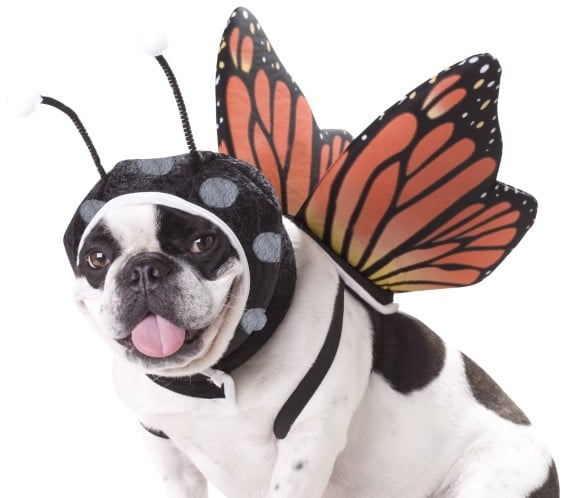Animal Planet PET20101 Butterfly Dog Costume