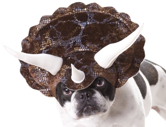 Animal Planet PET20104 Triceratops Dog Costume