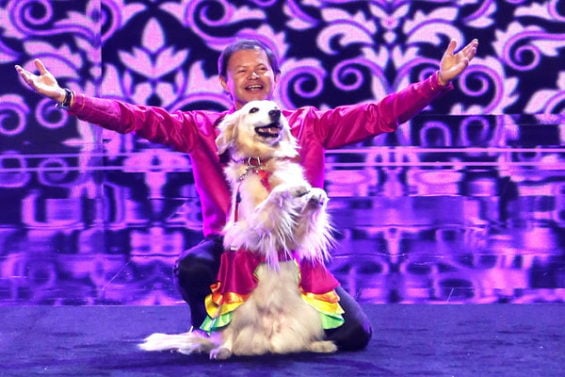 Watch America's Got Talent Season 11 Episode 10 Videos, Tuesday, July 19, 2016: See Jose and his adorable dancing golden retriever Carrie (age 58, 12) of Santiago, Chile dance the merengue! How amazing is this dog? Love her little costume!