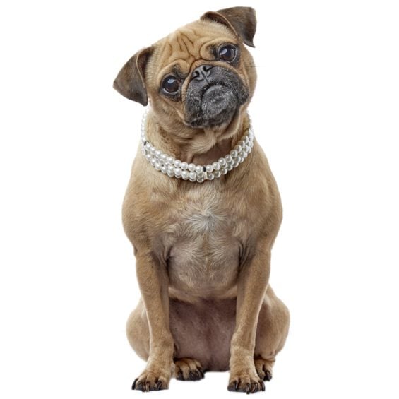 Smoochie Pooch Triple Strand Pearl Necklace, Medium/Large Petco cyber monday sale