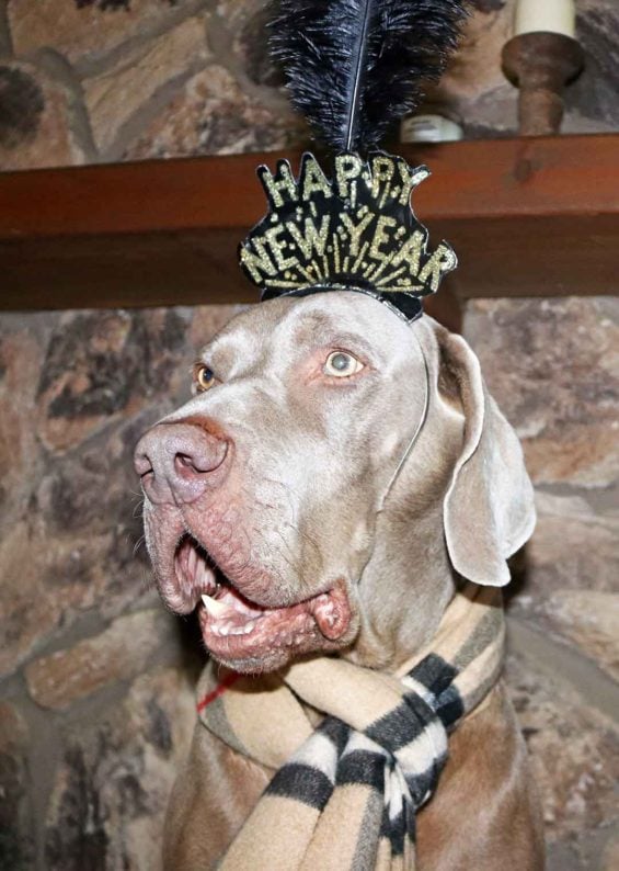 Fred the Weimaraner wants you to have a healthy and happy year candace rose blog