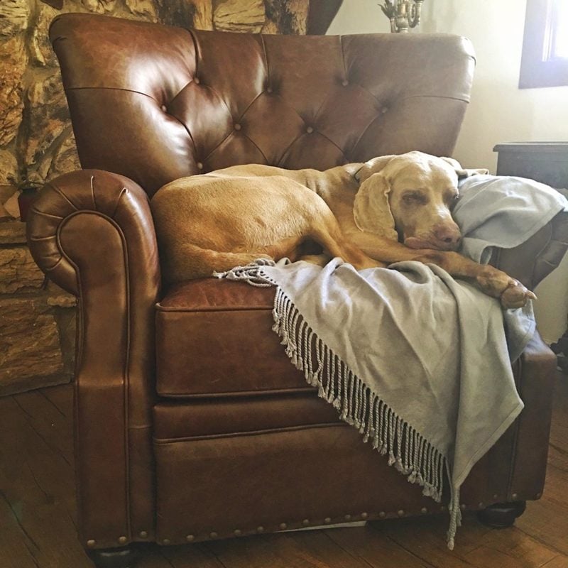 Lifestyle blogger Candace Rose's Weimaraner dog loves the Pottery Barn Lansing leather tufted recliner candieanderson.com blog. Pottery Barn father's day gifts sale leather furniture