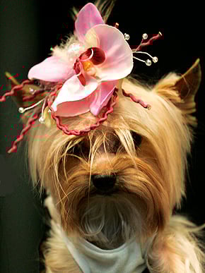 Yorkie Fashionista Yorkie Fashionista