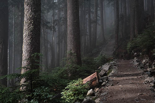 Howe Sound Crest Trail, Vancouver, British Columbia. Photo by Derrick Cooper on Unsplash