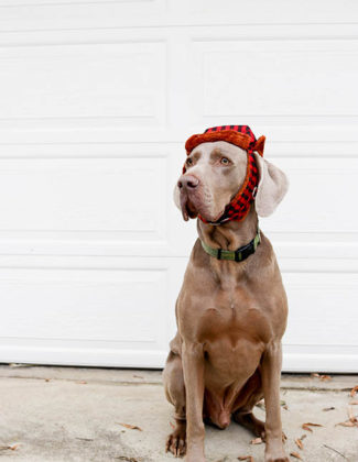Renowned veterinarian Dr. Ernie Ward shares tips on how pet owners can prevent heart worm in our dogs and cats.
