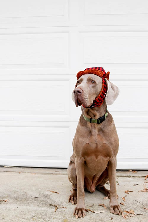 Renowned veterinarian Dr. Ernie Ward shares tips on how pet owners can prevent heartworm in our dogs and cats. Image of journalist, Candie Anderson's beloved dog, her Weimaraner Fred in a plaid trapper hat.