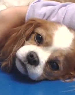 Cavalier King Charles Spaniels are at a higher risk than other dog breeds for developing Mitral Valve Disease.