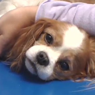 Cavalier King Charles Spaniels are at a higher risk than other dog breeds for developing Mitral Valve Disease.