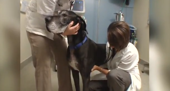Veterinarians examining a Great Dane. This particular breed is at a higher risk for developing Cardiomyopathy.