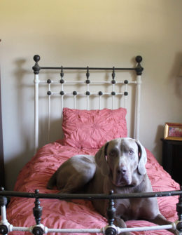 It's safe to say when Fred is happy, we're all happy! He is loving our new bedroom (I think a little too much!). Thank you to Valspar Reserve paint for giving "us" the opportunity to review your Churchill Hotel Ecru Reserve paint!