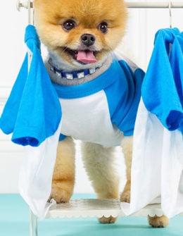BaubleBar guest "bark tender" Jiff the Pomeranian is adorable in the Jiff royal blue embellished dog collar!