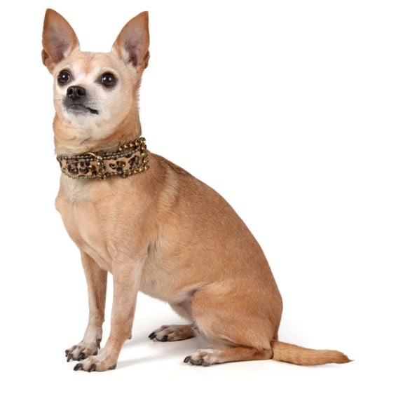 Journee Pet Rhinestone Animal Print Leather Dog Collar