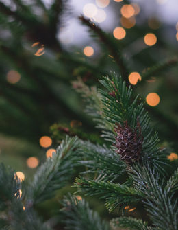 Today's Homeowner host Danny Lipford and his daughter home improvement expert, Chelsea joined journalist and blogger Candace Rose Anderson of the website Candie Anderson to share their best holiday DIY tips for homeowners.