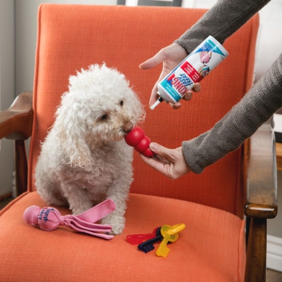 Kong Classic Gift Set for Toy Breed/ Puppy