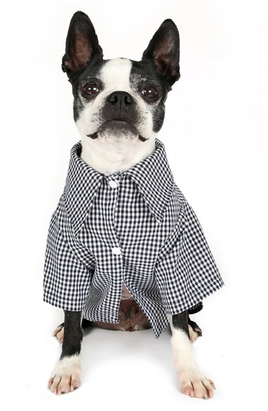 ROMY + JACOB Romy + Jacob Gingham Cotton Jersey Dog Shirt in Blue
