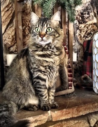 My once feral cat Lilly looking like she wants to get into trouble. :)