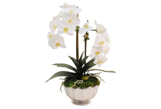 25" Phalaenopsis in Bowl, Faux One Kings Lane Rachel Roy