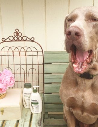 My Weimaraner, Fred is excited for the 2016 Aveeno Daily Challenge! Unfortunately I haven't told him he can't participate. ;)