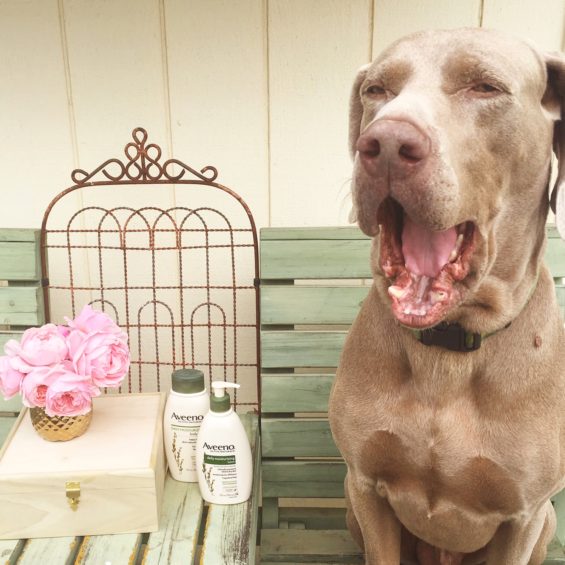 My Weimaraner, Fred is excited for the 2016 Aveeno Daily Challenge! Unfortunately I haven't told him he can't participate. ;)