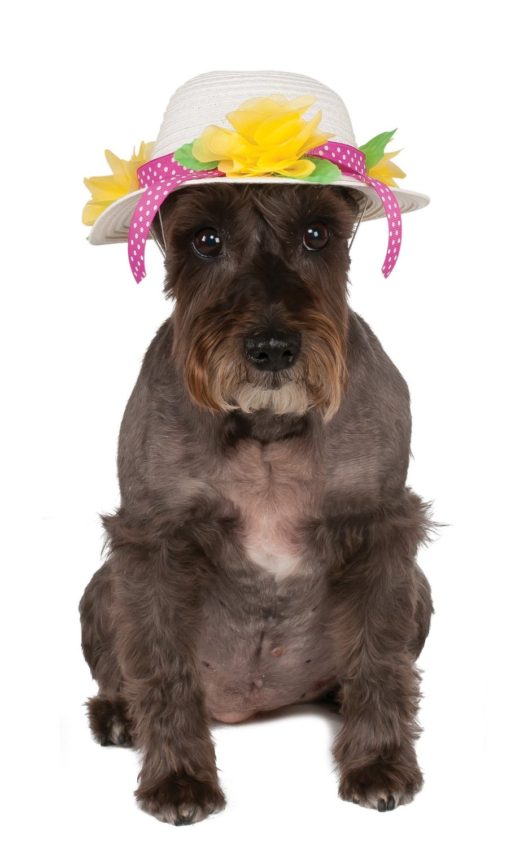 Rubies Costume Company 580326_M-L Kentucky Derby/Easter Bonnet Pet Hat, Medium/Large