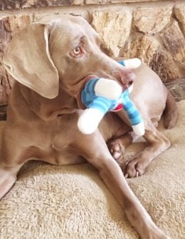 Fred playing with his Sock Monkey by Lulubelles while watching the painters outside painting our house. Thanks Truly Pawsome for the great treats and toys!