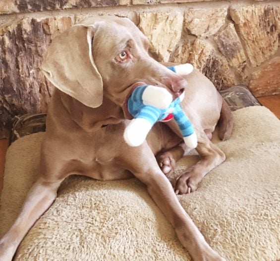 Fred playing with his Sock Monkey by Lulubelles while watching the painters outside painting our house. Thanks Truly Pawsome for the great treats and toys!