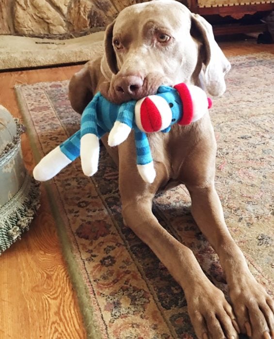 Fred just loving his sock monkey from Truly Pawsome. 