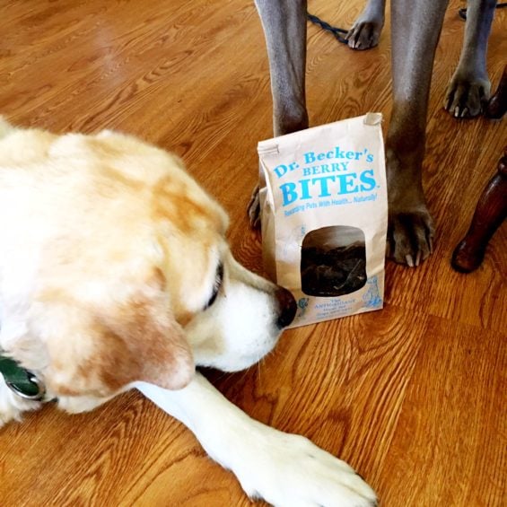 My 12 year old Yellow Lab Lucy loves her Dr. Becker's Berry Bites. The cats are camera shy or I would have had them pose as well! ;) 