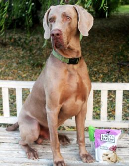 Candace Rose's dog Fred the Weimaraner posing with Lindy & Company Cranberry Supreme dog biscuits and Sweet Pea biscuits
