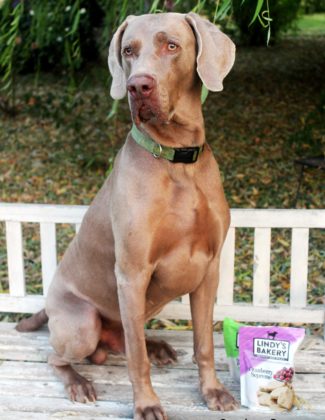 Candace Rose's dog Fred the Weimaraner posing with Lindy & Company Cranberry Supreme dog biscuits and Sweet Pea biscuits