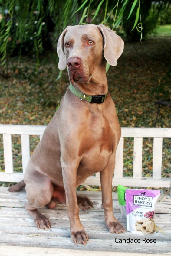 Candace Rose's dog Fred the Weimaraner posing with Lindy & Company Cranberry Supreme dog biscuits and Sweet Pea biscuits