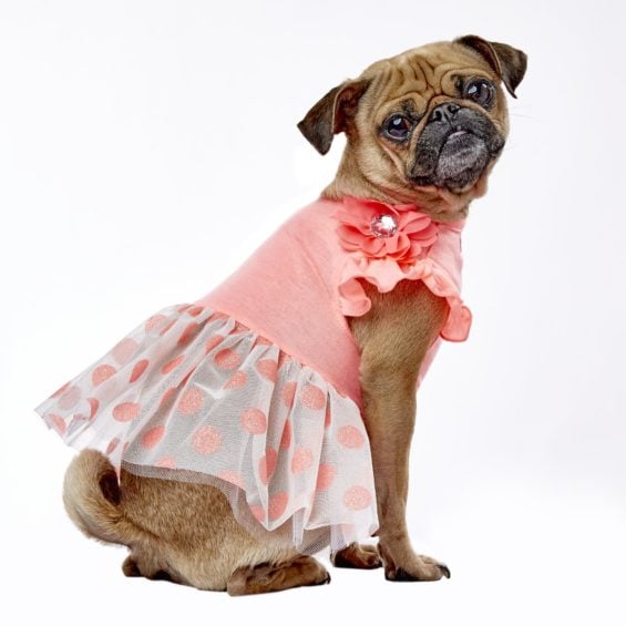 Smoochie Pooch Coral and Cream Glitter Dot Ruffle Dress, Extra Small Petco cyber monday sale
