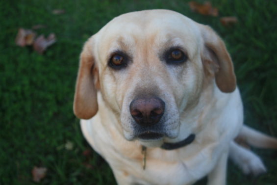 RIP my Lucy! I will love you and miss you always, goosie girl.