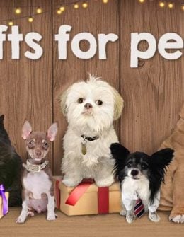 Pet style expert Dara Foster joined Candace Rose for an interview to share pawsome holiday gifts for dogs and cats, and their pet parents too! Image courtesy of ThunkNews.com/Pets