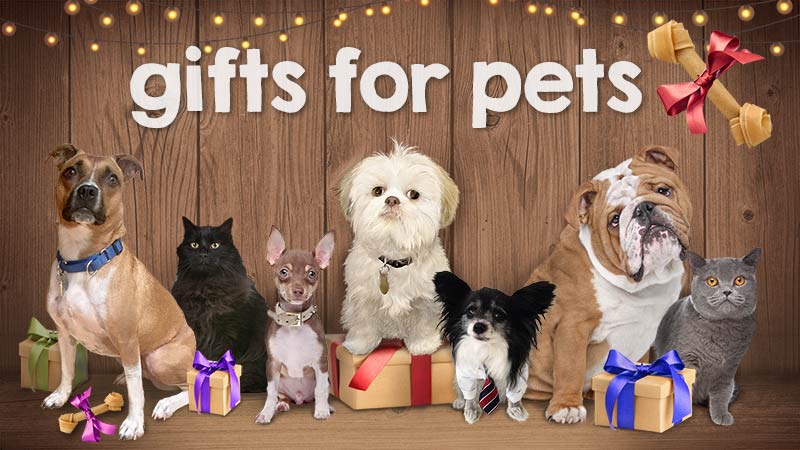 Pet style expert Dara Foster joined Candace Rose for an interview to share pawsome holiday gifts for dogs and cats, and their pet parents too! Image courtesy of ThunkNews.com/Pets