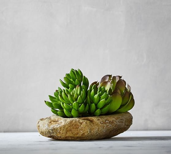 Pottery Barn SUCCULENT & STONE ARRANGEMENT