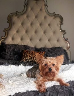 My Yorkie, Francesca loves my All Roads Design Open Market Throw! This is her favorite spot.