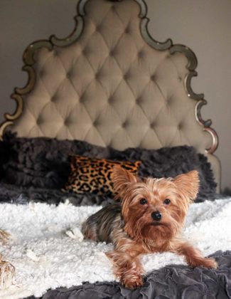 My Yorkie, Francesca loves my All Roads Design Open Market Throw! This is her favorite spot.