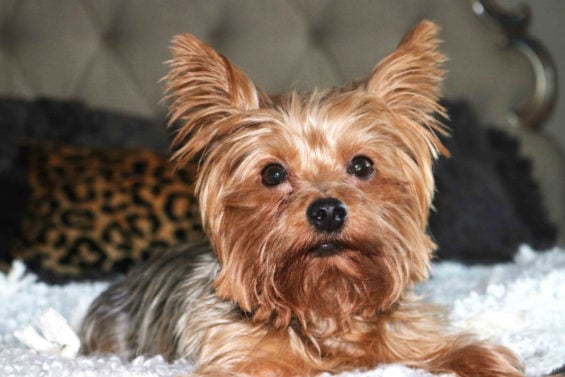 I just love everything about this picture! My little "pup" turned seven on Christmas Day, and you'd never know it! All Roads Design Open Market Throw