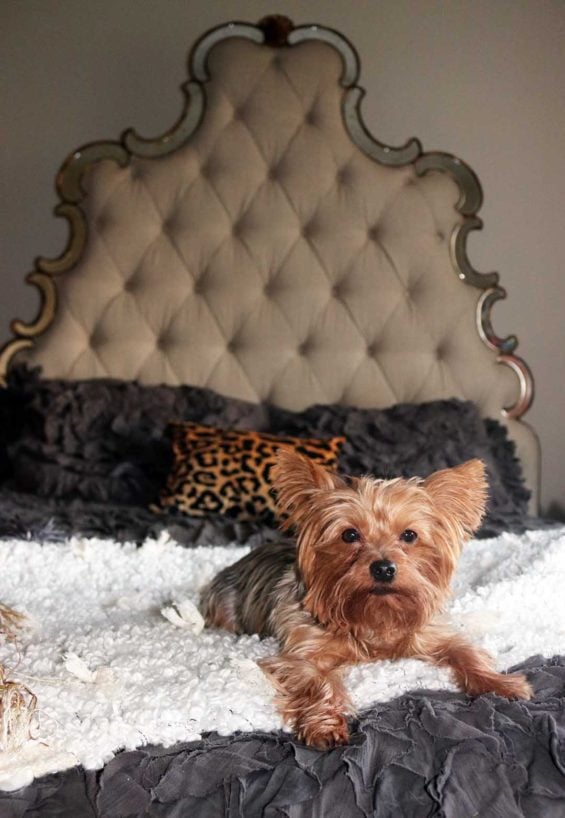 Francesca the yorkie on Georgina bedding, leopard print pillow, and open market throw in a hooker furniture sanctuary bed by candace rose anderson of candieanderson.com blog