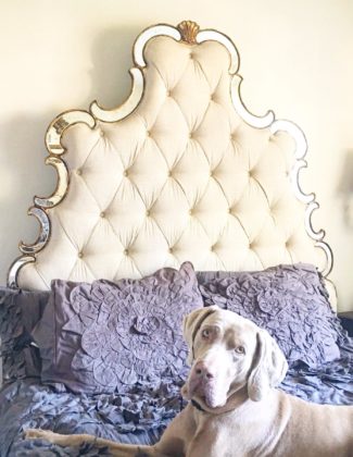 fred the weimaraner laying on hooker furniture sanctuary bed with georgina bedding on candace rose anderson blog